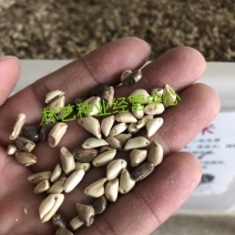 墨西哥玉米草种牧草种籽四季养殖多年生再生进口猪牛羊兔畜禽