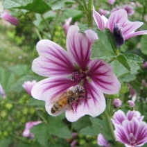 四季种锦葵种子荆葵金钱紫花葵花种籽子四季易活高杆露天花卉