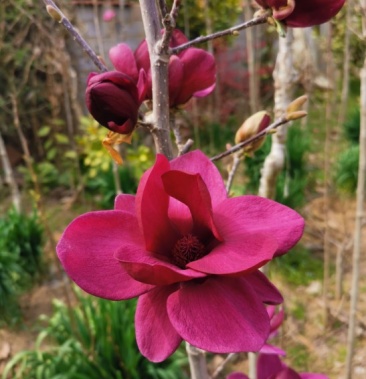 黑郁金香玉兰红白紫黄玉兰花玉兰树苗盆栽绿化工程树苗