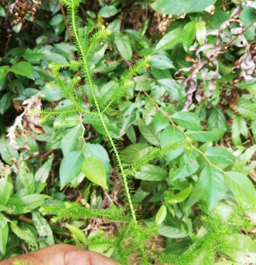野生鹿茸草,有需要鹿茸草的联系