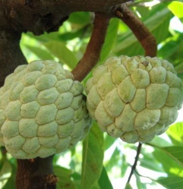 潮汕正宗樟林林檎土种释迦果(番荔枝,粗目佛头果)