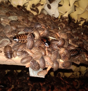 [蟑螂批发]宠物饲料杜比亚蟑螂价格400.00元/斤 - 一亩田