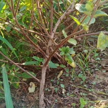 大量出售绿化占地金银花树盆栽地栽都可以