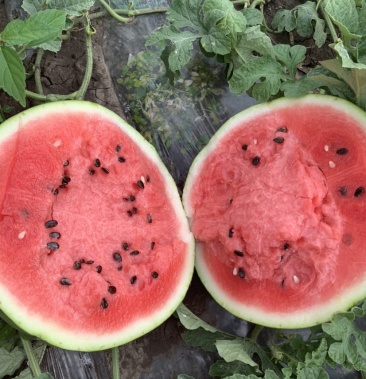 [西瓜批发]双城地雷西瓜价格0.32元/斤 - 一亩田