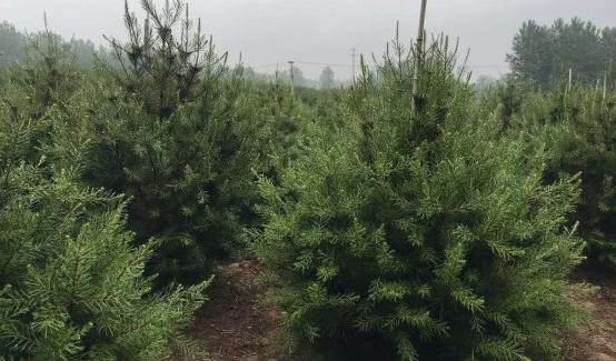 白皮松在自然环境中的生长状态,展示其自然生态下的健康生长 白皮松在自然环境中的生长状态