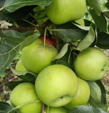 [123苹果批发]龙丰果订货中价格1.80元/斤 - 一亩田