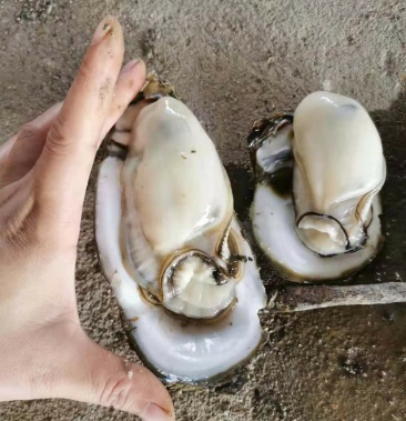 牡蛎生蚝湛江白蚝烧烤专供口感甜脆全国可发货