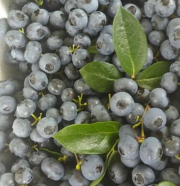 长白山蓝莓的做法(长白山蓝莓的功效与作用)