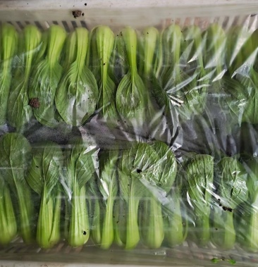 精品上海青02毛毛菜