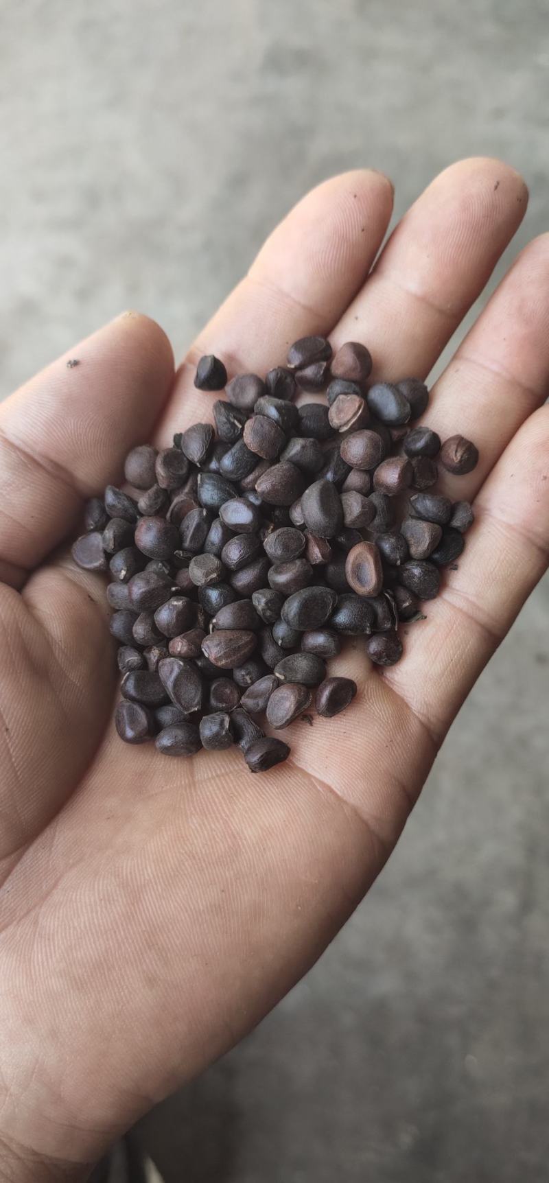 山西临汾襄汾县芍药种子 10.00元/斤山赤芍种