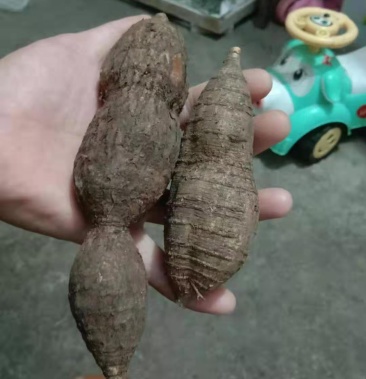 野生牛大力野生黑牛