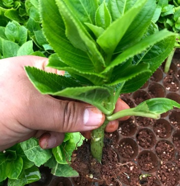 500棵起绣球花小苗室内室外观赏绣球种苗无尽夏八仙花苗