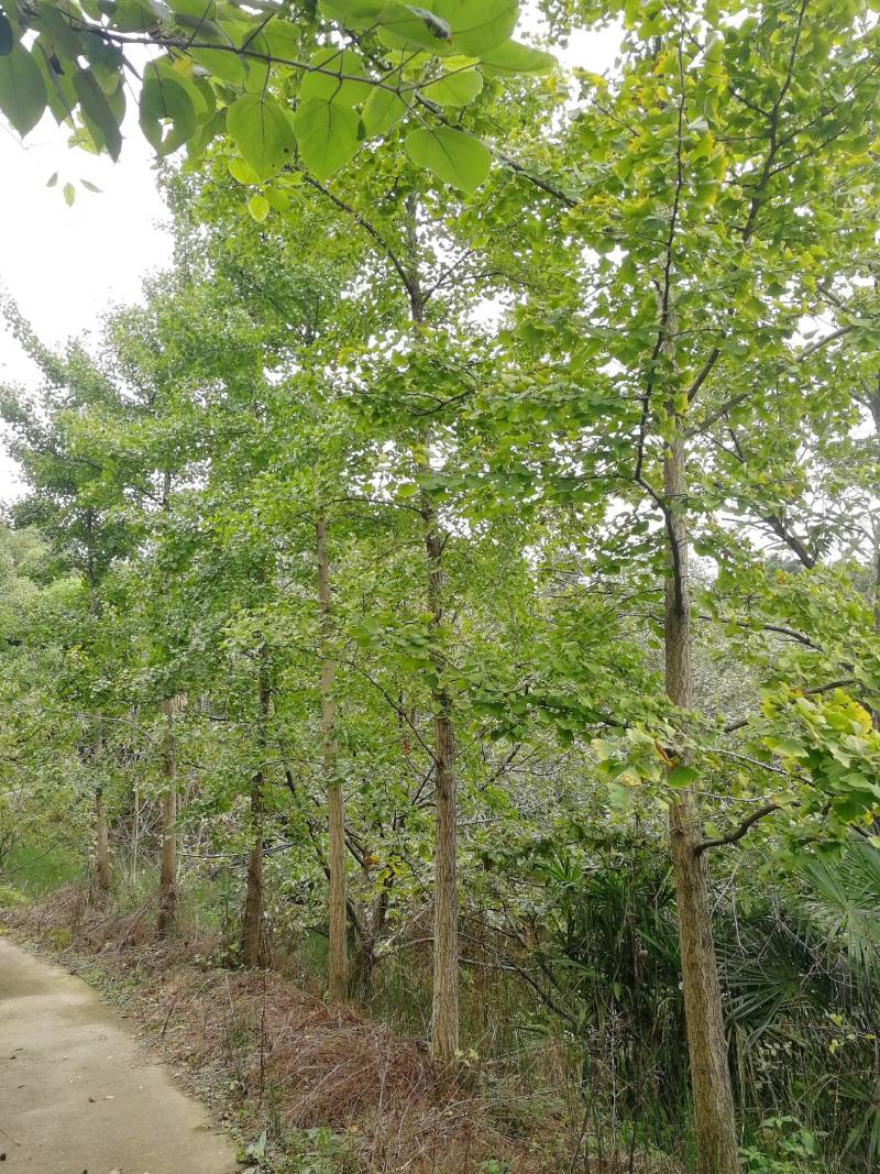 银杏产地=银杏 产地