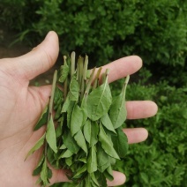 产地销售枸杞芽，枸杞嫩尖，食用枸杞菜菜，天精菜