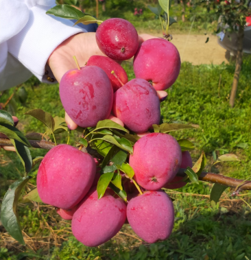 鸡心果自然熟9月初大量上市