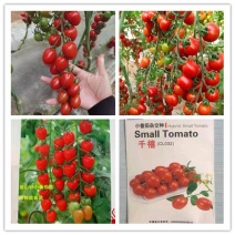 圣女果苗千禧小番茄苗粉贝贝小西红苗釜山88嫁接苗