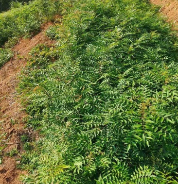 [黄连木批发]黄连木/绿化苗木/乔灌木/黄连木价格85.00元/棵 - 一亩田