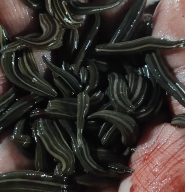 [日本医蛭批发]日本医蛭价格200.00元/斤 - 一亩田