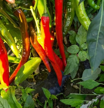 羊角红辣椒图片