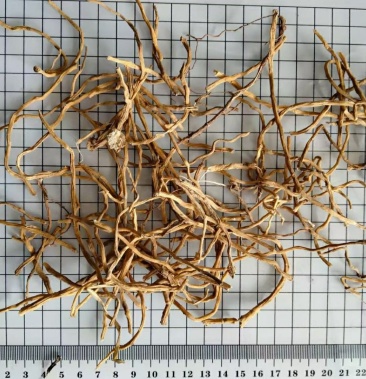 玉簪花根干货保证质量诚信经营各种中药材