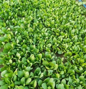 300亩上海青种植中心