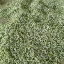 河北昌黎精品韭菜花大量上市花白朵大颗粒饱满