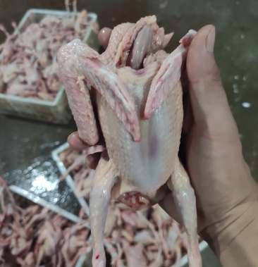 [鸽肉批发]现杀乳鸽,冰鲜发货!价格13.00元/个 - 一亩田