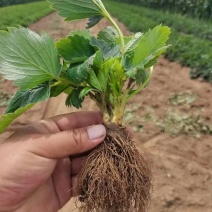 红颜草莓苗基地直销品种纯正甜宝草莓苗