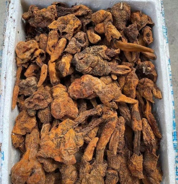 云南怒江锁阳一手货源产地批发价每天发往全国各地欢迎咨询