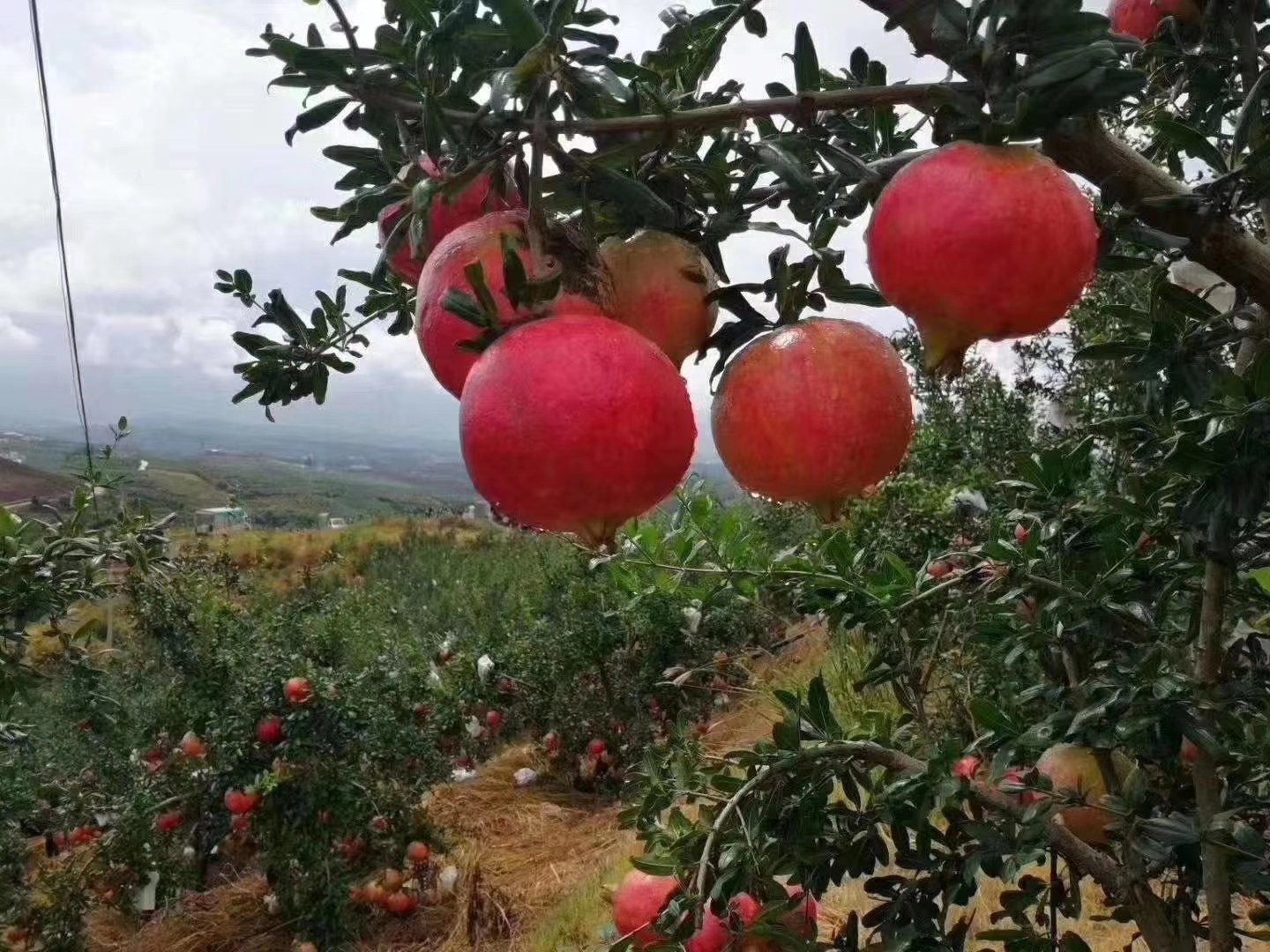 会理石榴果园中成熟的石榴挂满枝头,阳光透过叶片洒在果实上,呈现出丰收的景象 会理石榴果园