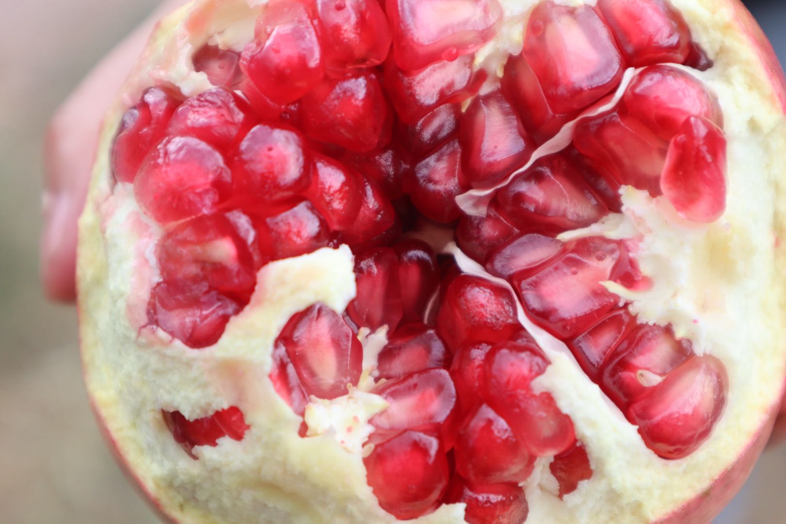 新鲜切开的会理与达州石榴对比图