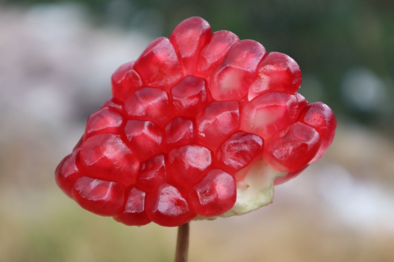 会理石榴园中自然生长的双石榴特写:两枚成熟石榴紧密相依,果皮呈深宝石红色泛蜡质光泽,表皮纹理清晰,一枚略大呈心形,一枚稍小微斜倚靠,枝条苍劲带少量革质绿叶,背景为金沙江干热河谷典型褐红色山体 会理石榴园中自然生长的双石榴特写:两枚成熟石榴紧密相依,果皮呈深宝石红色泛蜡质光泽,表皮纹理清晰,一枚略大呈心形,一枚稍小微斜倚靠,枝条苍劲带少量革质绿叶,背景为金沙江干热河谷典型褐红色山体