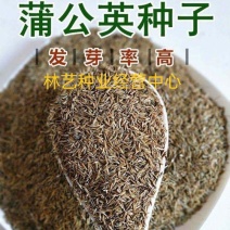 蒲公英的种子野生蒲公英种籽婆婆丁浦公英种子蒲公英种子