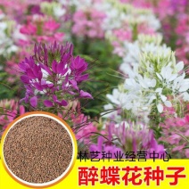 醉蝶花种子四季阳台盆栽种植园林易活庭院蜜源凤蝶草花卉