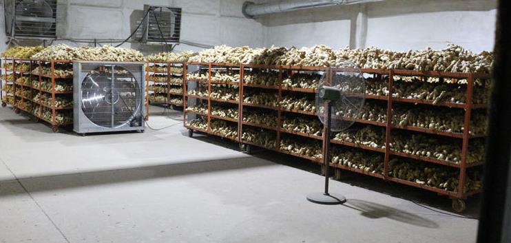 木质托盘上陈列多种黄花大苞姜加工产品:包括透明包装的干燥姜片、玻璃瓶装姜茶、铝箔袋装冻干姜粉、深棕色精油滴管瓶,以及礼盒装组合产品,背景为现代食品加工厂洁净车间 黄花大苞姜加工产品展示