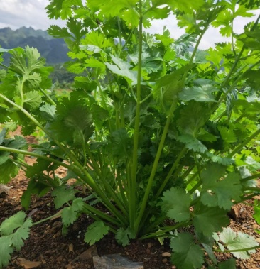 [大叶香菜批发]大叶香菜价格3.00元/斤 - 一亩田