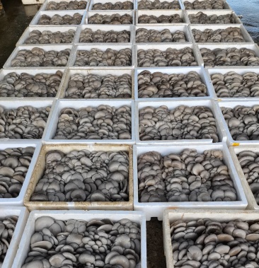 [平菇批发]大叶黑平菇价格5.00元/斤 - 一亩田