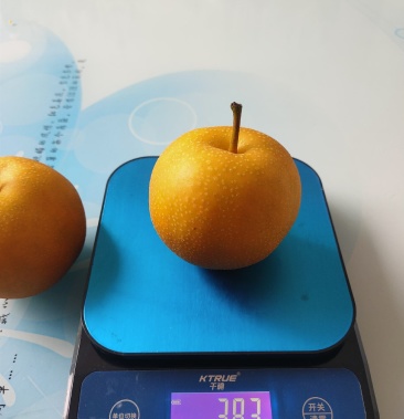 新品种新华梨口感极好品质堪比秋月耐储藏