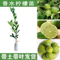 广东香水柠檬嫁接苗无籽四季当年结果无籽青柠包邮