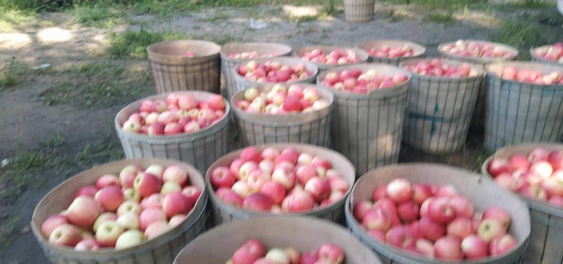 田间采摘后初步分拣场景