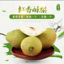 红香酥梨