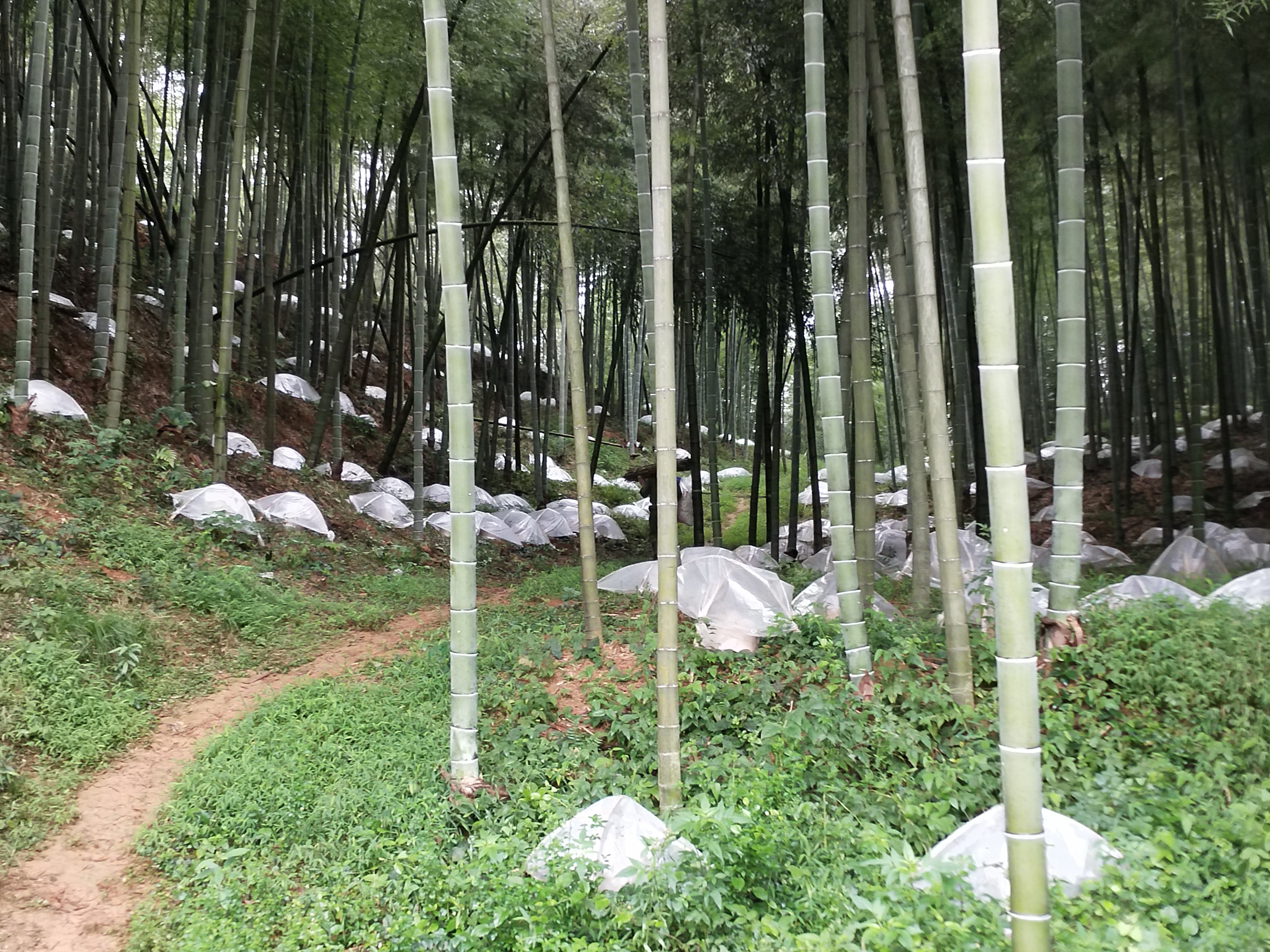 一名技术人员正在竹蔸周围挖掘环形沟槽,手中握有菌种袋,旁边放置装有发酵竹屑与麦麸混合物的容器,地面已铺设部分菌种,背景为成片竹林,阳光透过枝叶洒落 竹灵芝林下接种操作示意图