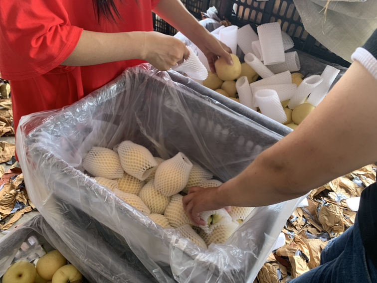 皇冠梨分拣与包装过程