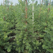 红千层多花红千层美花红千层基地大量现货欢迎各位客户咨询