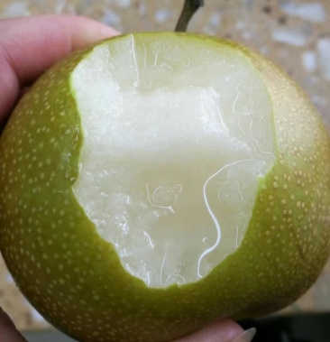 [翠冠梨批发]82翠冠梨价格3.00元/斤 - 一亩田