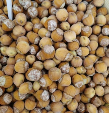 [平欧大果榛子批发]榛子价格15.00元/斤 - 一亩田