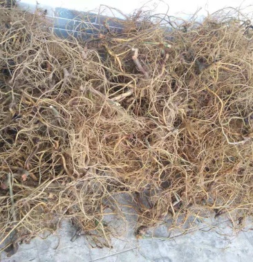 [树地瓜根批发]白花牛奶根生货价格15.00元/斤 - 一亩田