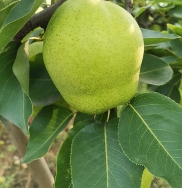 山东滨州阳信早酥梨个大皮薄肉嫩脆甜可口无核蜜甜