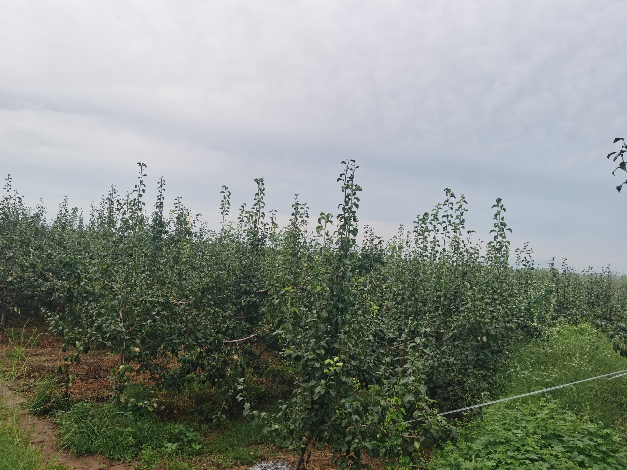 香梨果园全景