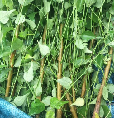 大量出售两年优质青梅苗量大从优欢迎订购咨询